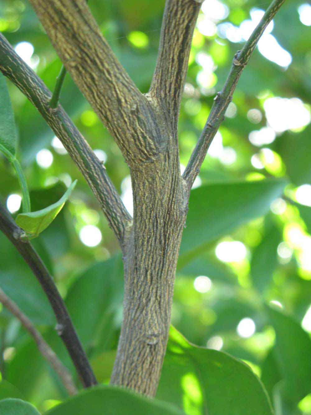              Second - third year twig (Winter Haven, FL)       